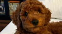 The latest member of the team at a Provincial Resource Program administered by Burnaby Schools has four legs. At the start of the school year, students at Maples School [&hellip;]